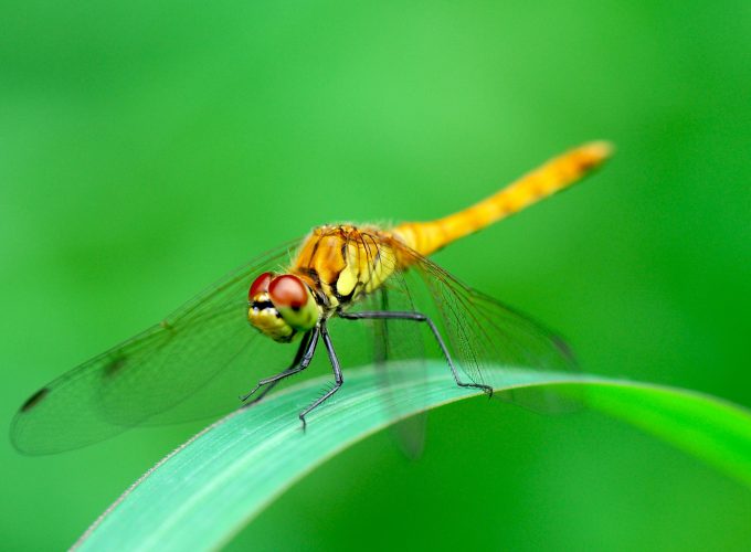 Wallpaper dragonfly, green, 4k, Animals 8379715009